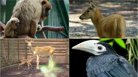 Zoo Wrocław. Letni boom narodzin w ogrodzie zoologicznym