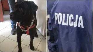 Pies próbował uniknąć ciosów 