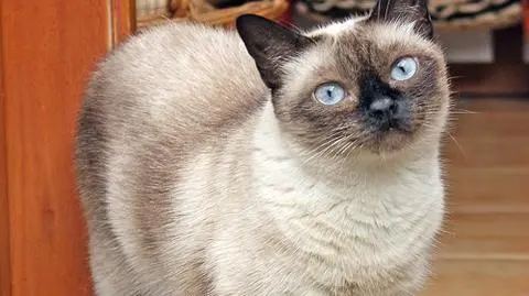 Kot znów miauczy. Za 10 tys. funtów