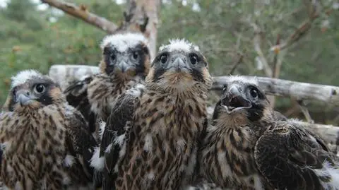 Cztery sokoły wędrowne wykluły się na Dolnym Śląsku