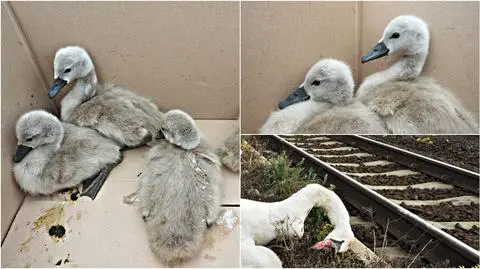 Szczecin - Para łabędzi zginęła pod kołami pociągu