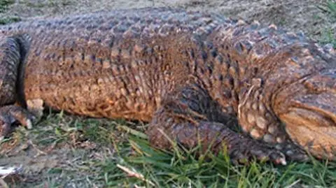 Krokodyl wyłowiony z Warty