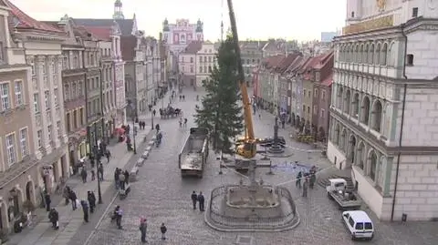 Stawiają choinkę na poznańskim Rynku