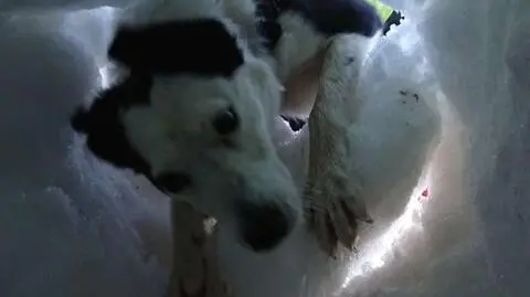 Pies ratuje człowieka. Nagranie ze szkolenia