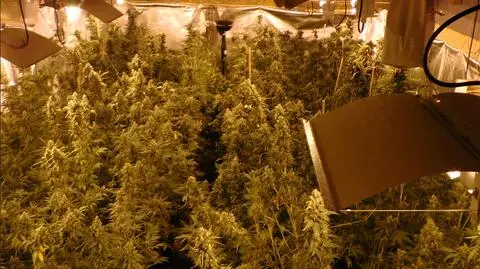 CBŚ zlikwidowało nielegalną plantację konopi indyjskich