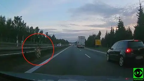 Jeleń na obwodnicy Trójmiasta. Pomogli policjanci