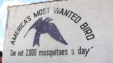 Jaskółczak modry, czyli komar-killer