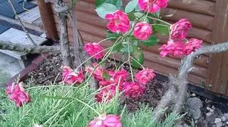 Autorka zdjęć nie pamięta kwitnących róż zimą