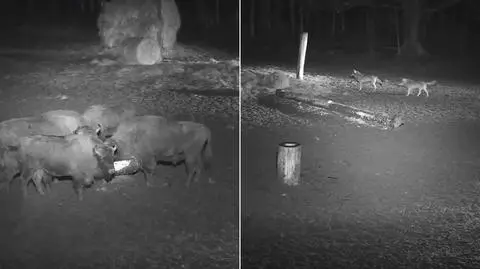 Białowieża. Wataha przepędziła stado żubrów