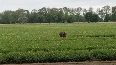 Żubr wychodzi z lasku na posiłek z ziemniaków