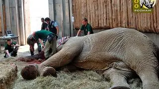 Operację, która wróciła zwierzęciu zdrowie, przeprowadzili specjaliści z RPA