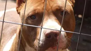 Te cztery pitbulle powinny trafić za kratki