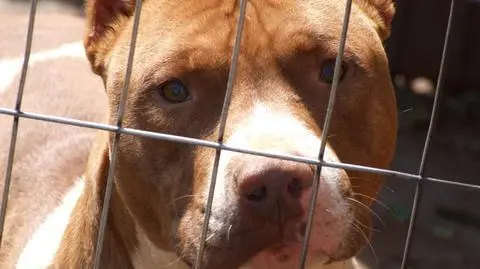 Cztery pitbulle zagryzły kobietę. Atak podczas joggingu