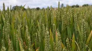 Ustawa o nasiennictwie dopuszcza rejestrację GMO 