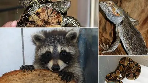 Pyton, agama, legwan: 
wakacyjne podrzutki w zoo