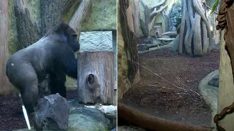 Diego, goryl z opolskiego zoo, zdenerwował się na odwiedzających