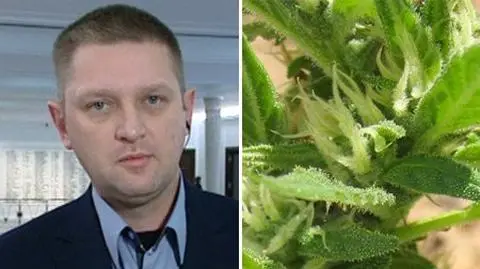 Poseł Palikota: Jestem sporadycznym użytkownikiem marihuany