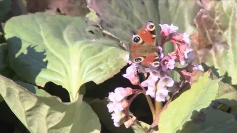 Wiosna w Ogrodzie Botanicznym UJ