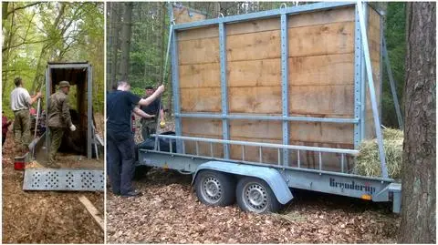 Złapano samotnie spacerującego żubra z Tuczna