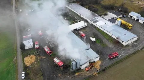 Krzyżowa. Pożar na fermie drobiu, zginęło sześć tysięcy indyków