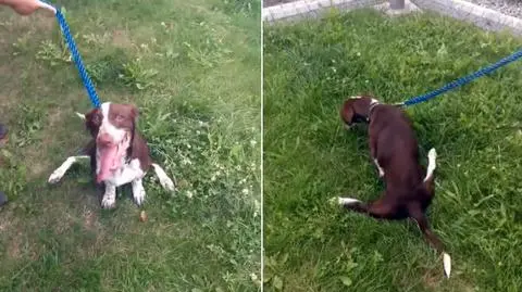 Toruń: mowy końcowe w procesie o skatowanie psa Fijo