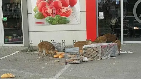 Dziki - postrach mieszkańców w Brzesku