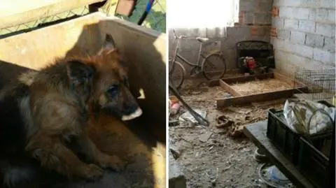 Hodowla zwierząt pod Łodzią zlikwidowana, sprawę bada policja