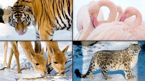 Zima w zoo. "Nawet słonice mogą wybrać się na spacer"
