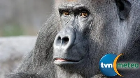 Tylko 2 procent genów różni nas od goryla