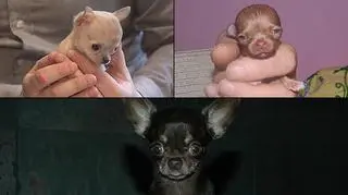 Polskie psiaki idą na rekord. Mogą zagrozić Miracle Milly