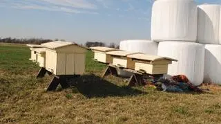 Mężczyzna przyznał się do kradzieży 6 uli i pszczół