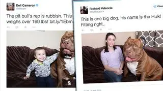 Pitbul wychowuje się razem z 3-letnim dzieckiem