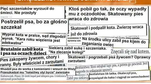 PiS proponuje wyższe kary za znęcanie się nad zwierzętami
