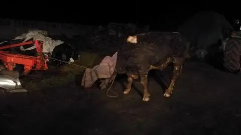 Strażacy pomogli właścicielowi wydostać byka