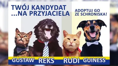 "Election campaign" in animal shelter in Wrocław is to help pets find new homes