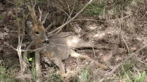 Poszkodowane zwierzę leżało przez dwa dni pod drzewem