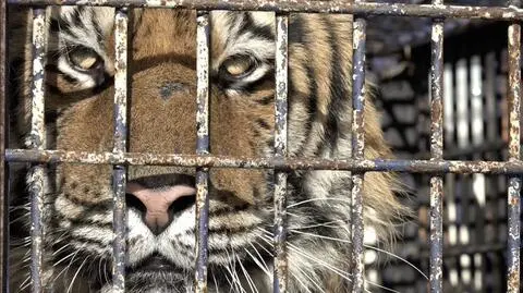A zoo in the western Polish city of Poznań has offered to host the animals