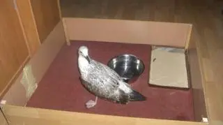Mewa mieszkała u pani Ewy w kojcu z miską i piaskiem