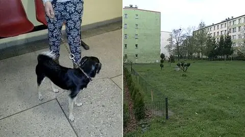 Zabrze. Pies pogryzł w twarz 11-letnią dziewczynkę. Była szyta