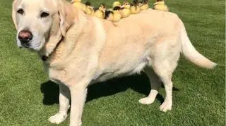 10-letni labrador przygarnął dziewięć kaczątek