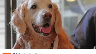 16. urodziny Bretagne