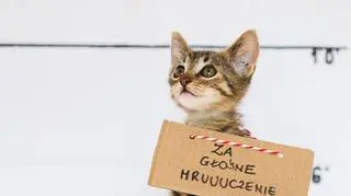 3-miesięczny Felicjan został adoptowany