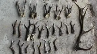 37 sztuk poroży kozła znalezionych u 30-latka