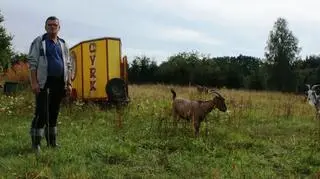 4 kozy, 2 owce, 2 kucyki