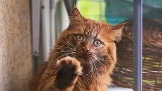 6-letni Amisz choruje na moczówkę prostą. Koci model poleca się do adopcji 