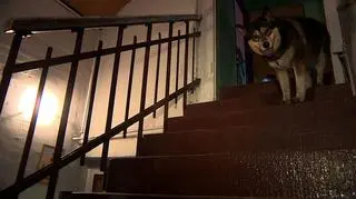 69-latka przygarnęła Dianę, w pierwszym domu jej nie chcieli