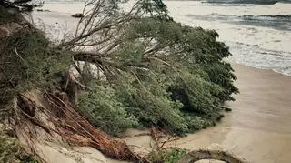 A fallen tree on a beach in Hel Peninsula