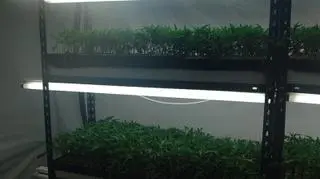 ... a na dole wielka plantacja marihuany (fot. policja Poznań)