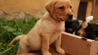 Adopcja pod Chopinem