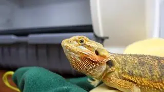 Agama brodata była wyziębiona i głodna